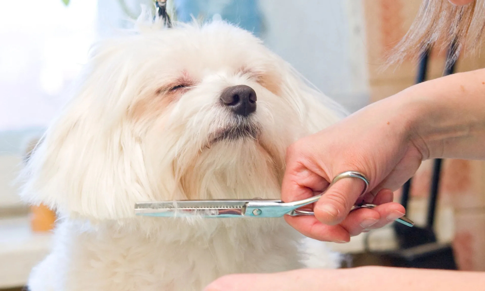 Deshedding at Furry Friends Grooming in Twin Falls, ID