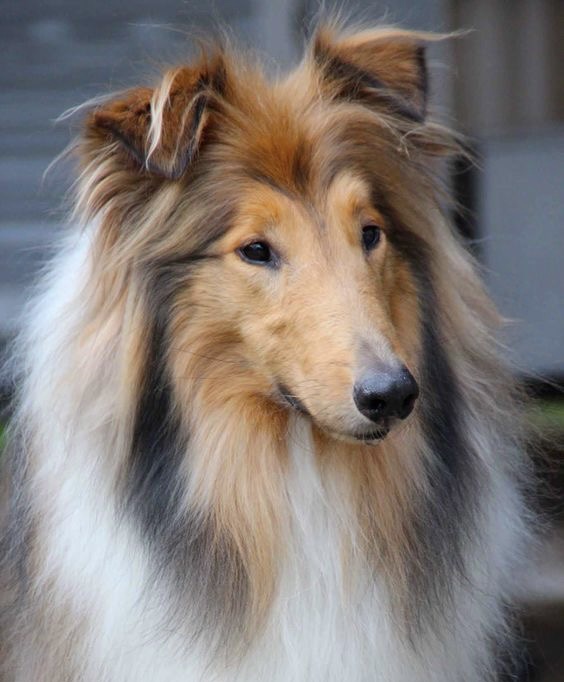 Rough Collie - Touch up