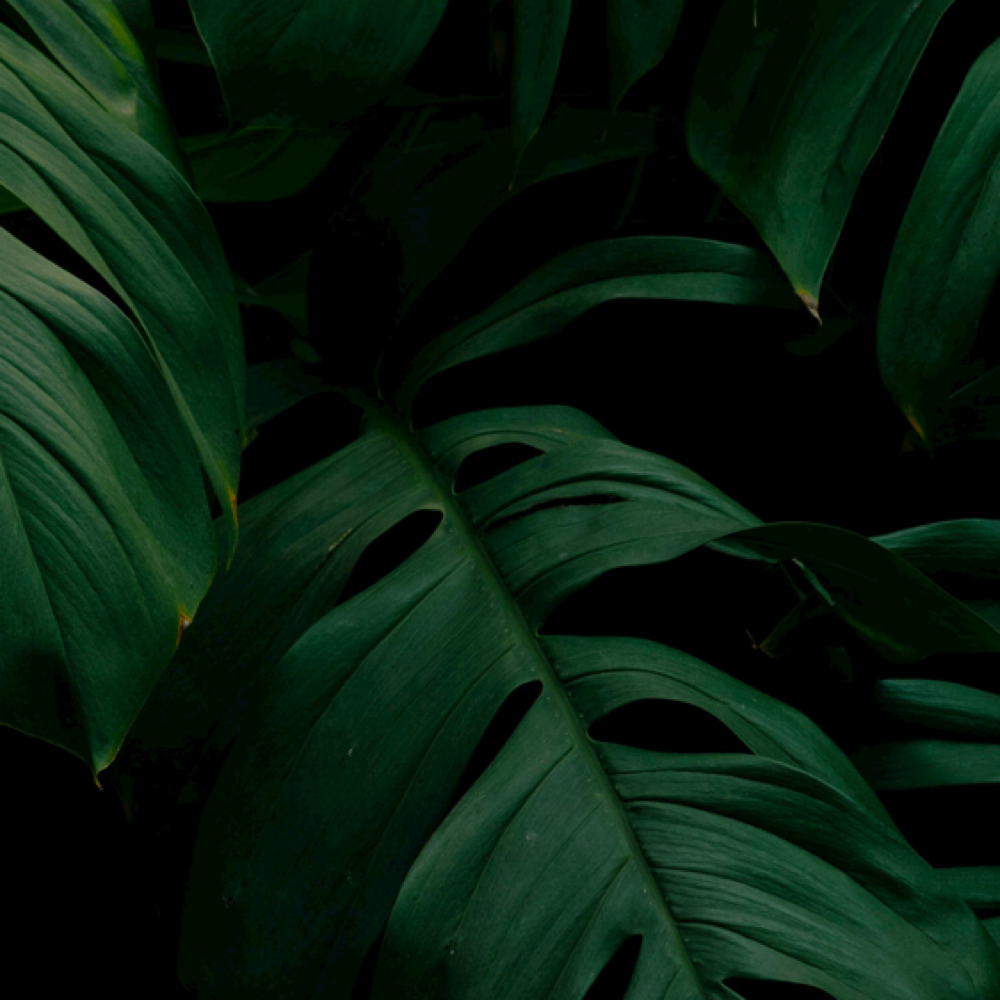 Broke Peach at Just Peachy Beautie Bar in Sheboygan, WI