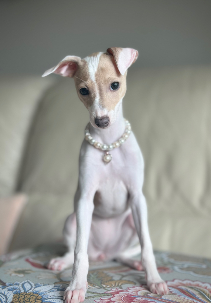 Pearl