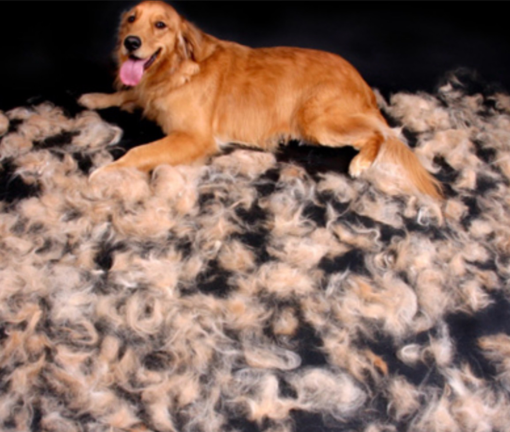 Deshed at Lexury Grooming in Maple Hts, OH