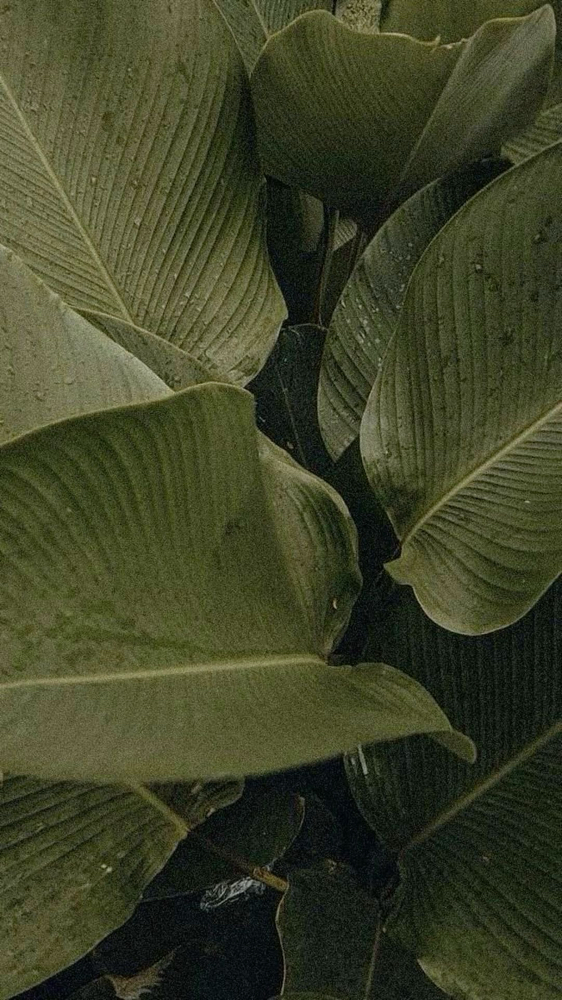 Microneedling Facial at Young Skin Co. in Gulf Breeze, FL