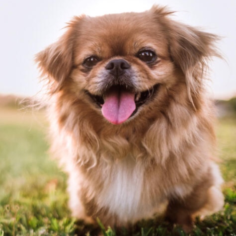 Pekingese at The Groom Room in Hope Mills, NC