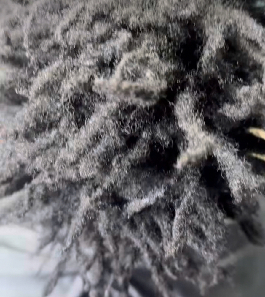 Freeform To Traditional locs