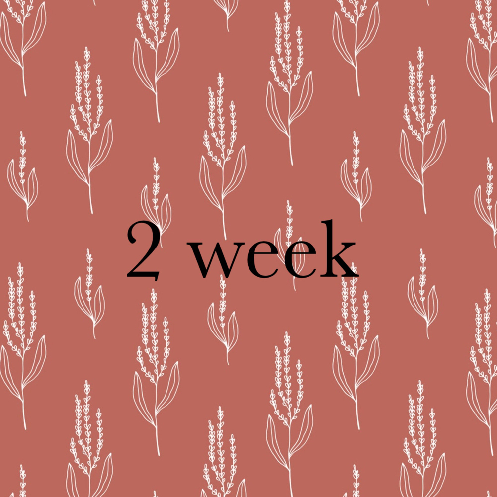 Light Volume 2 Week Fill