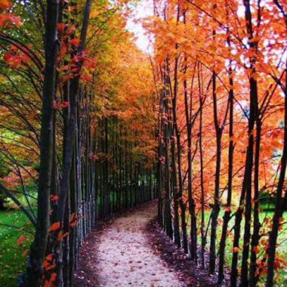 Enchanted Package 🍁🍂 at Sono A Terra Massage & Bodywork in Blue Springs, MO