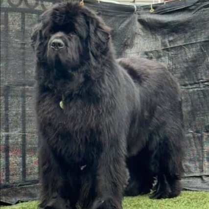 Newfie at The Groom Room in Hope Mills, NC