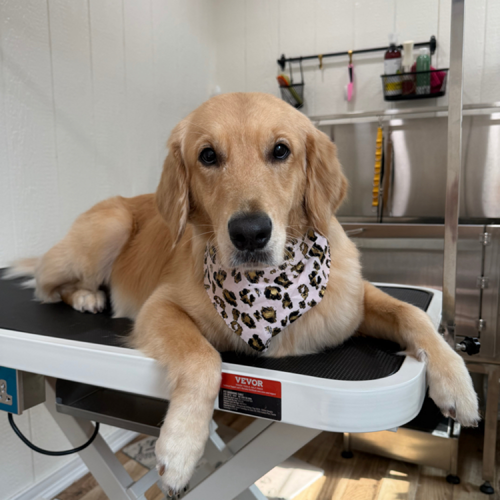 Large 51-80lbs Bath at Wagnolia Grooming Studio in Weslaco, TX