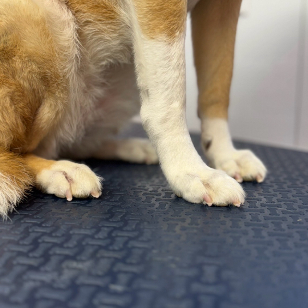 Stand Alone Pawdicure at Pawz On Point Mobile Dog Grooming in Washington, NJ
