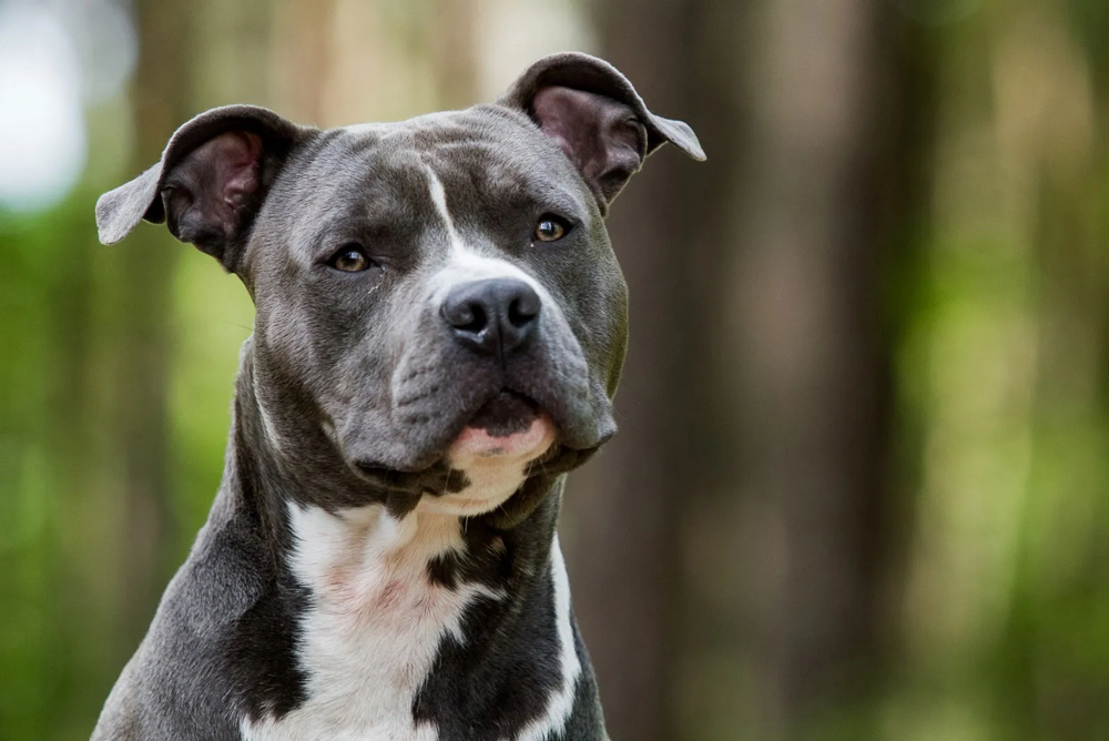 American Staffordshire Bath