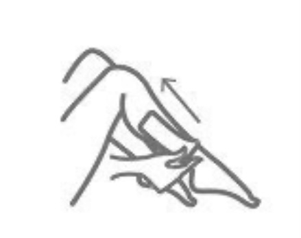 Upper Leg