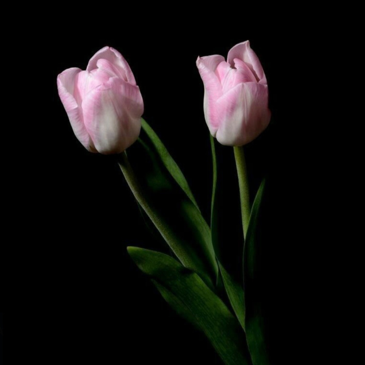 Haircut at JR Hair Co. in Lincoln, NE