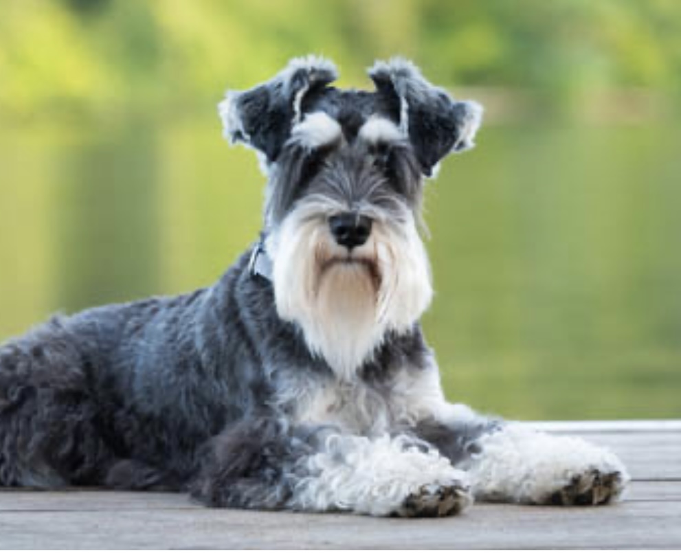 Miniature Schnauzer