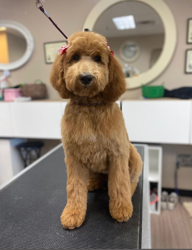 Full Haircut {60-90lbs}