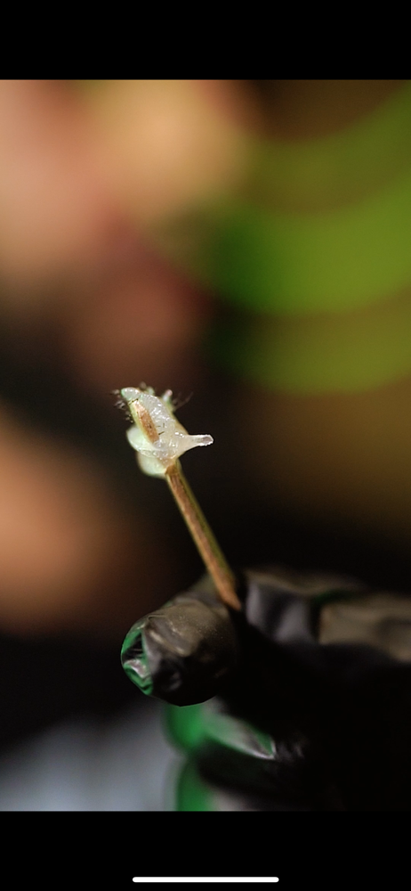 Nostril Wax