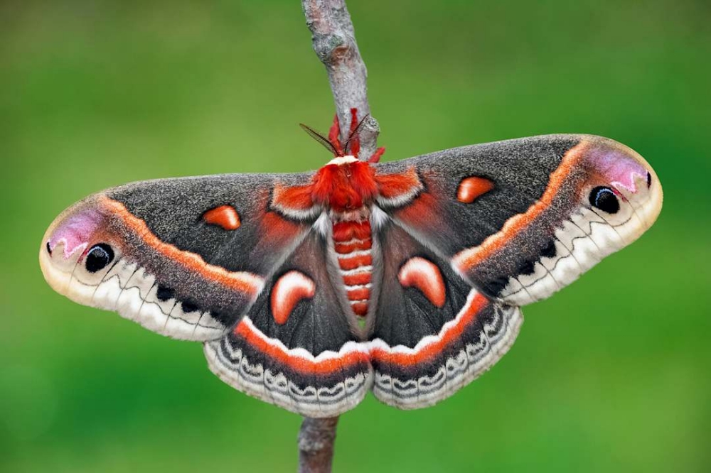 Hyalophora cecropia-Cecropia Moth at Spectrum Ink Tattoo Studio in Mount Vernon, WA