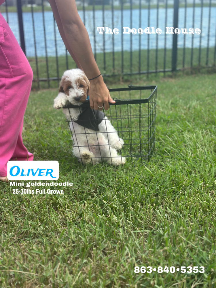 Puppy Financing