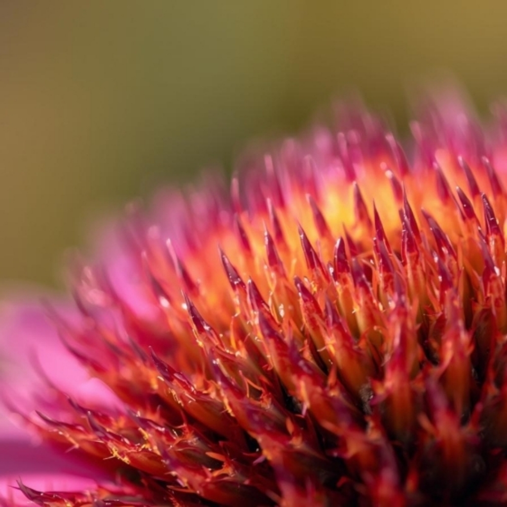 Modified Brazilian (Female Anatomy) at Upstream Beauty Ltd in Fort Collins, CO