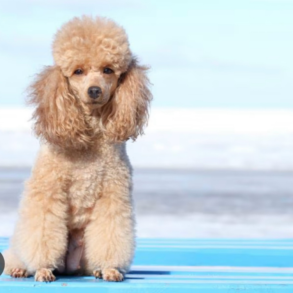 Poodle/Doodle Groom Small 0-26lbs