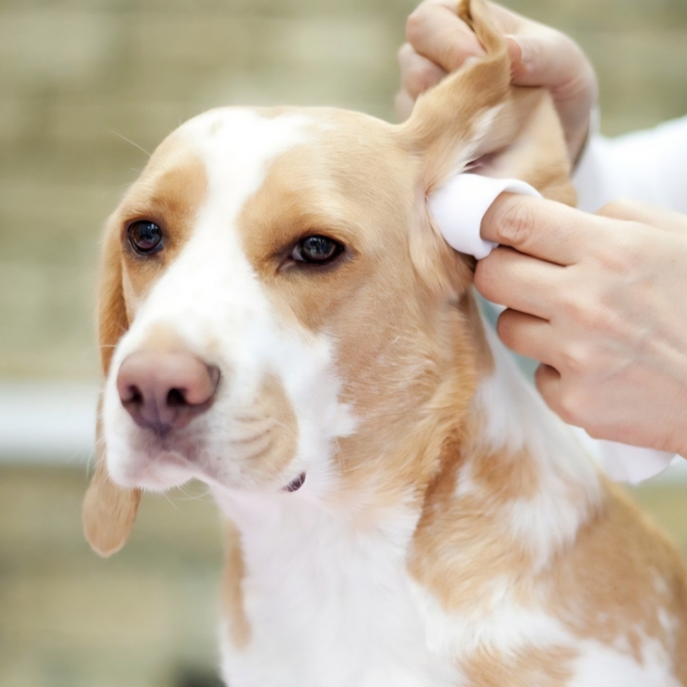 Ear Cleaning at Tail Waggers Grooming LLC in Fort Worth, TX