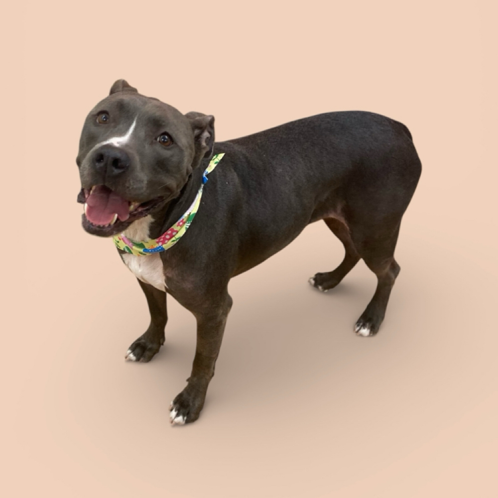 51-65lbs Short/Smooth Coat Bath at The Pet BOOtique in Carrollton, TX