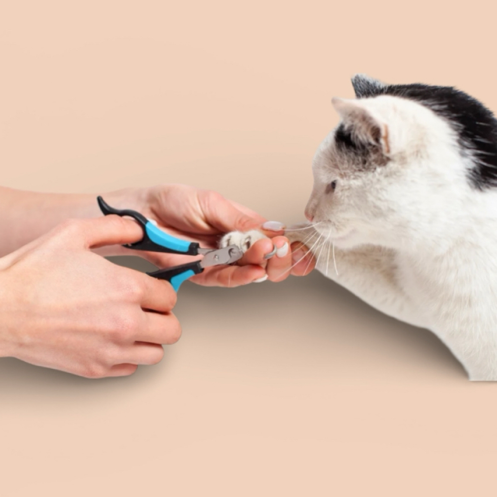 Cat Nail Trim at The Pet BOOtique in Carrollton, TX