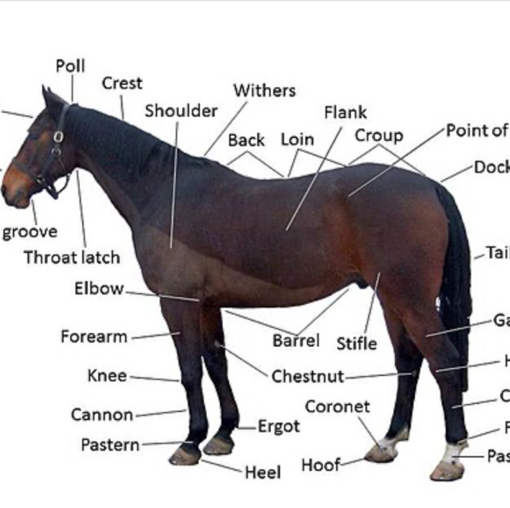 Equine RLT Consultation Exam at WYO LifeStim Wellness Spa & Nail Bar in Laramie, WY