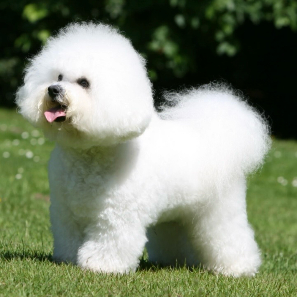 Bichon at Saltypaw Dog Grooming in Kalama, WA