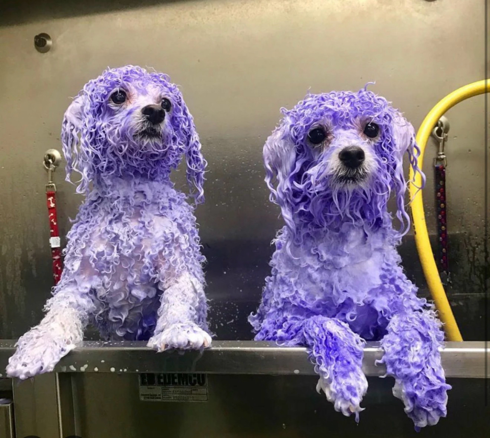Brightening Treatment at Lexury Grooming in Maple Hts, OH