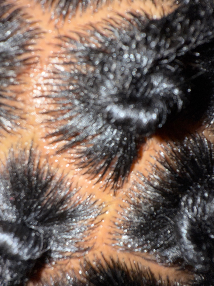 Locs (Retwist) at Zoe Nailed It in Elkton, MD