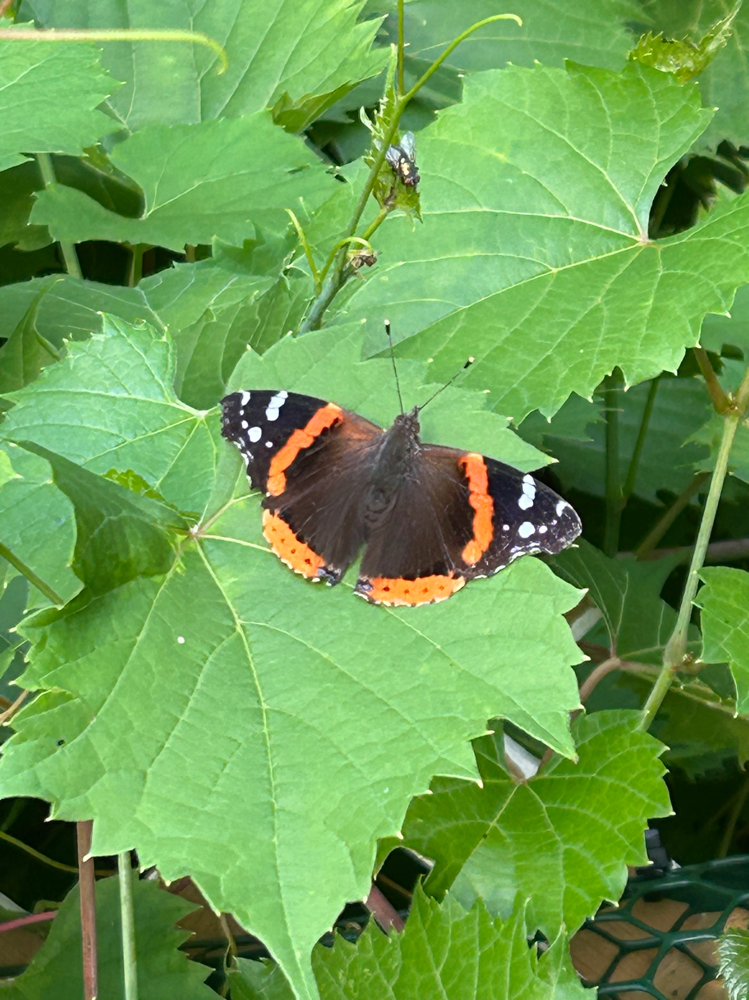 Chemical Peel Express at Ruled By Venus Esthetics in MI, MI