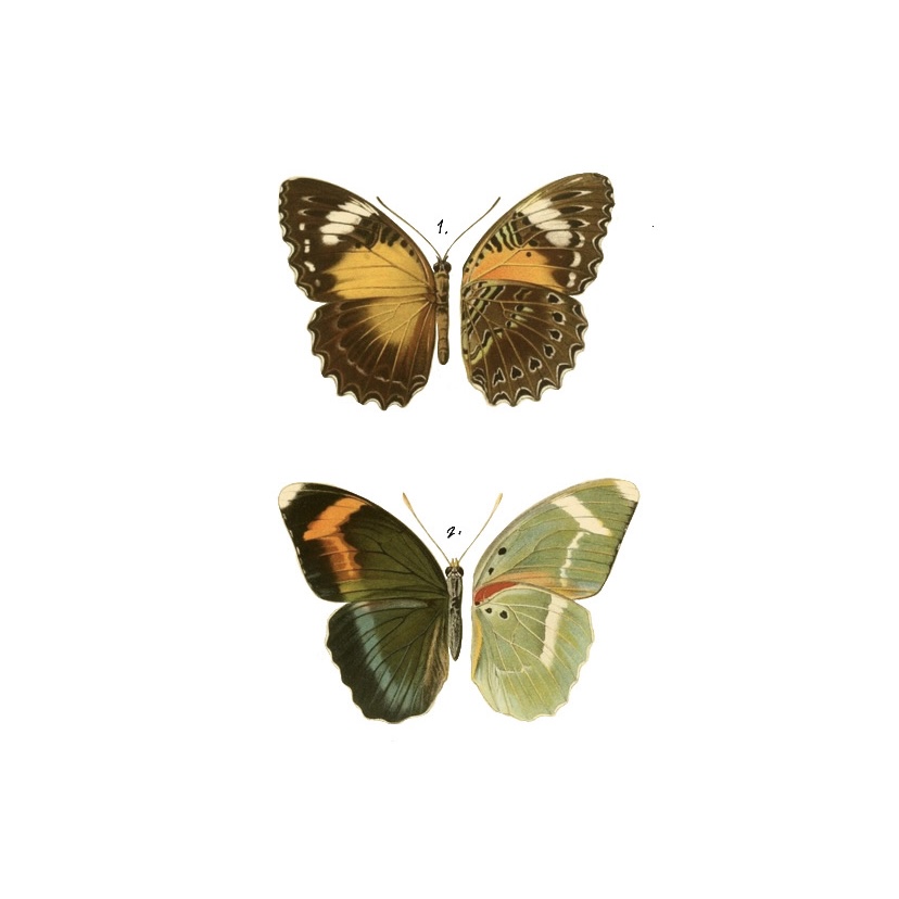 Color Mutation Butterflies