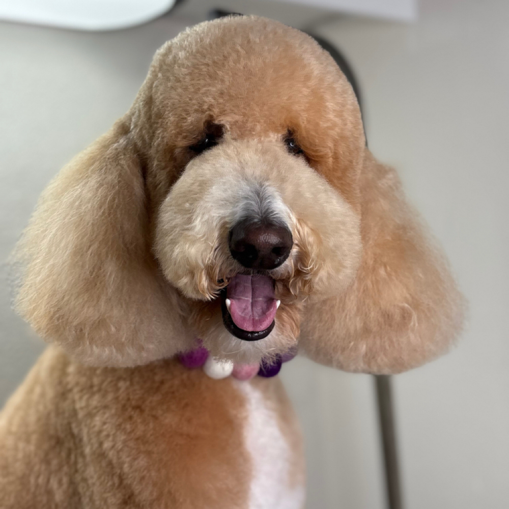 Extra Fluff at The Shiny Puppy LLC in Royse City, TX