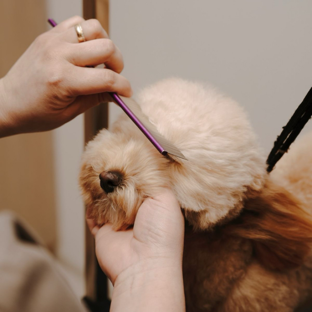 Bath & Brush + Light Trim at Crespo Pet-Care in Rochester, NY
