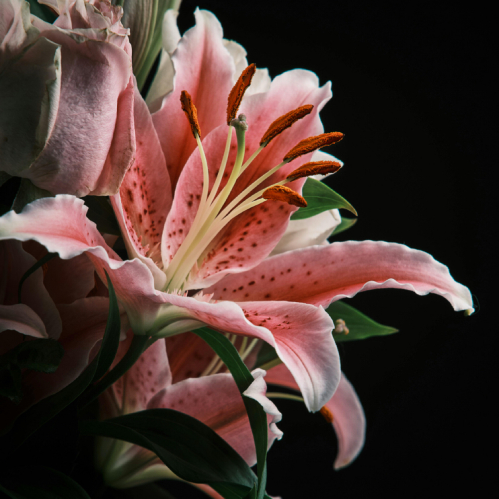 Bloom Ritual at Bloom Aesthetics Studio in Saint Petersburg, FL