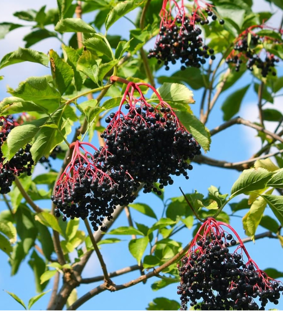 Elderberry Enzyme Facial