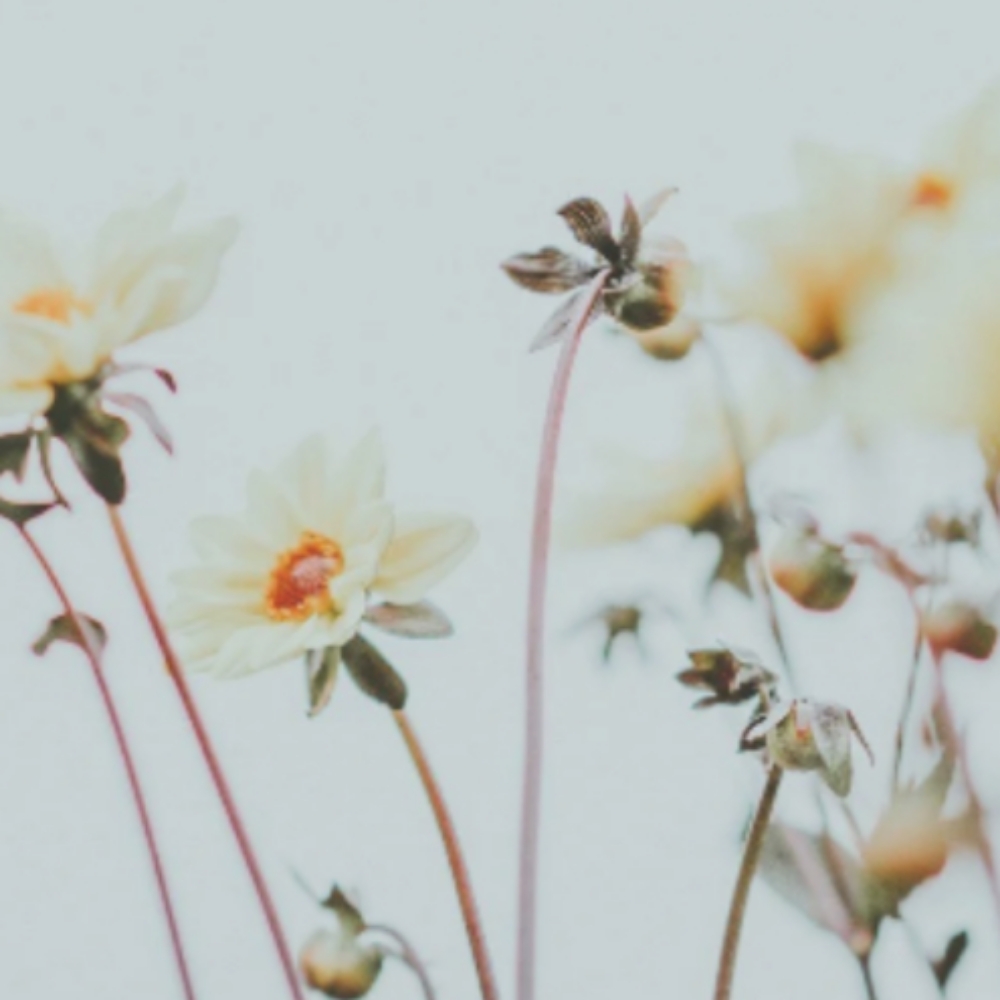 Platinum Foil at Oxford&Mane in Oxford, NC