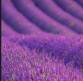 The Lumbar Rebalance at Lavender Layne Head Spa in Carrollton, GA