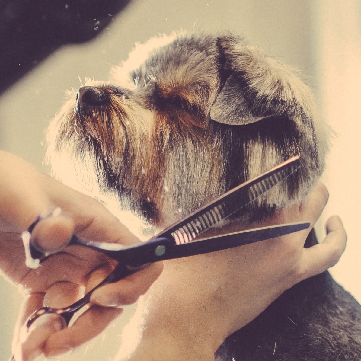 Signature Tidy Up at The Groom Room in Hope Mills, NC