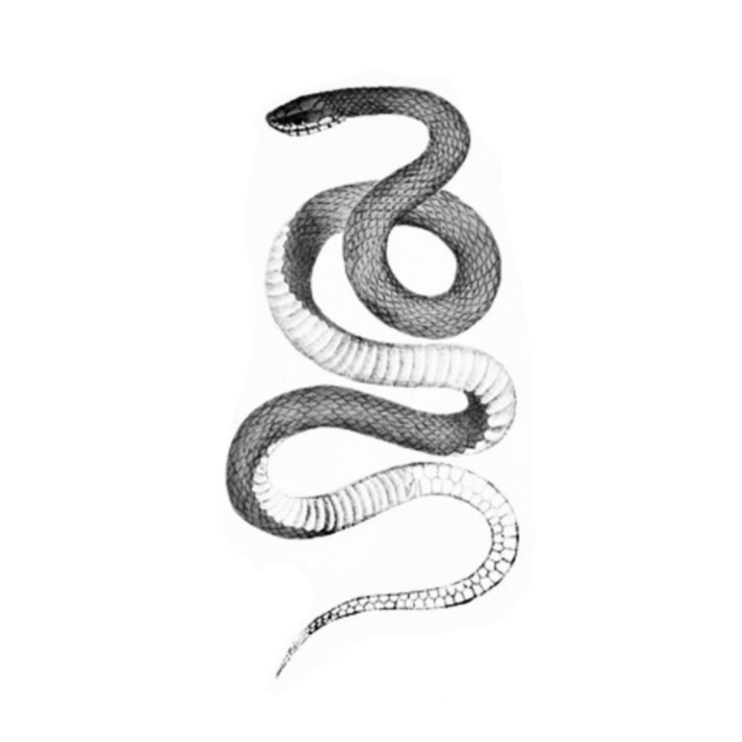 Snake 2