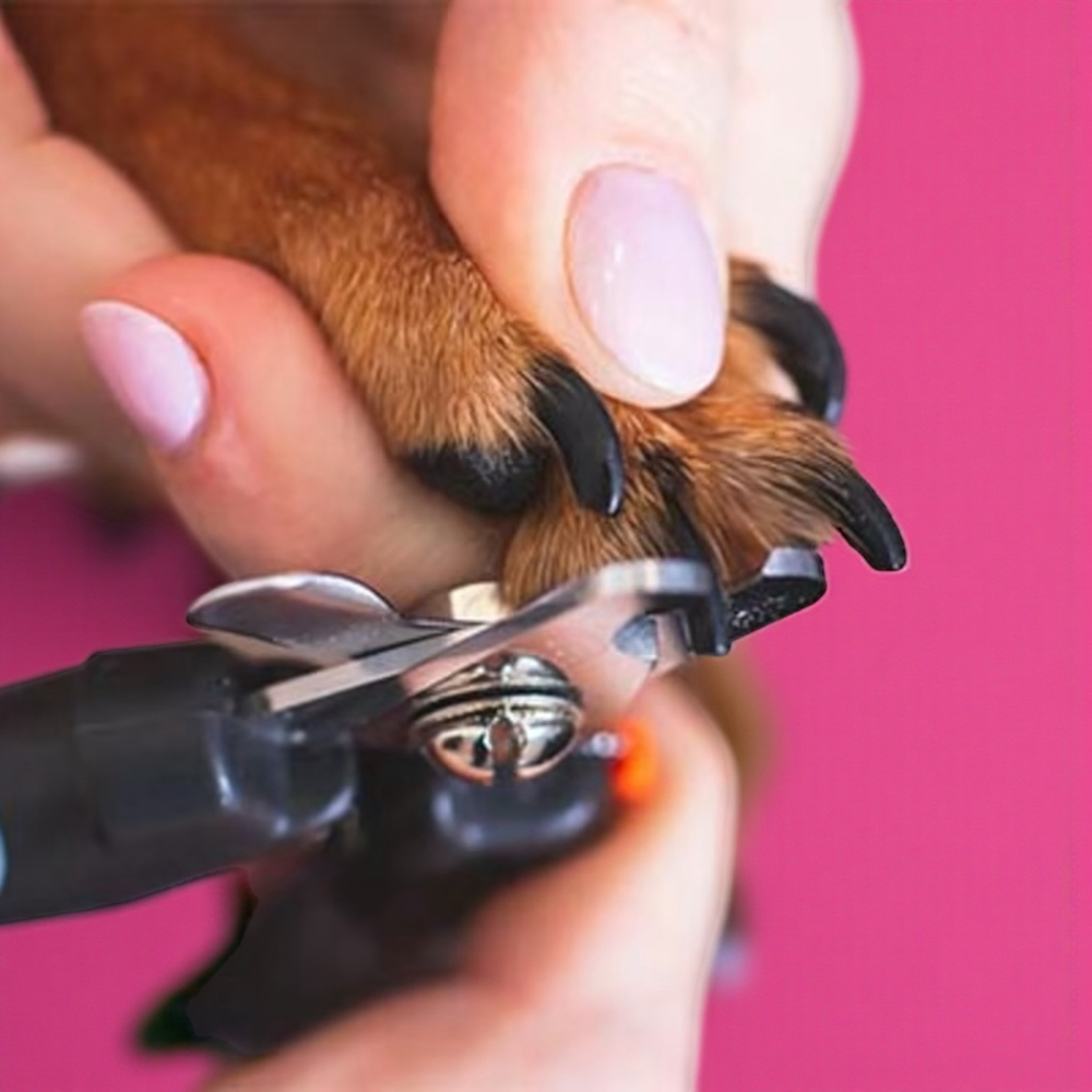 Nail Trim (request dremel)