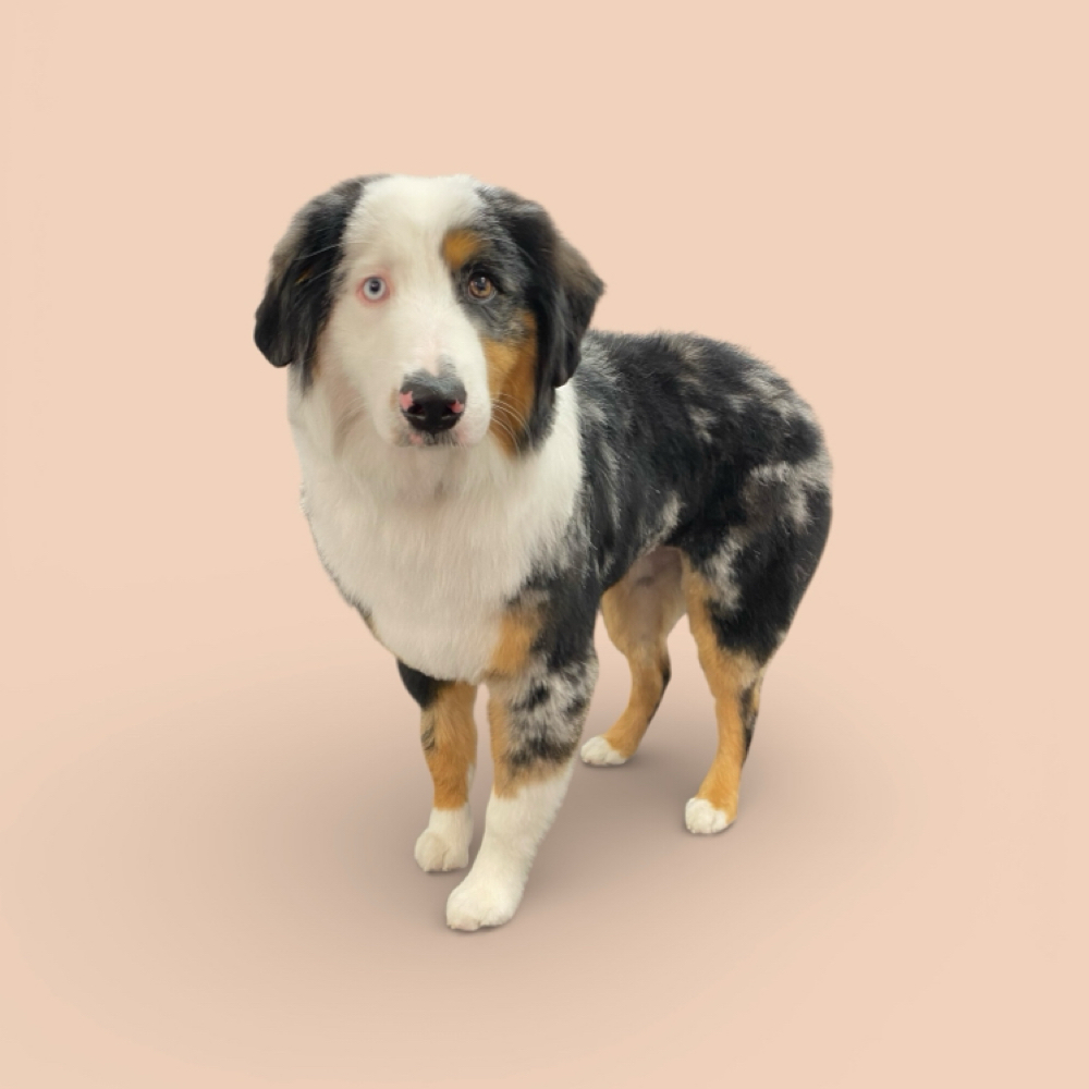 36-49lbs Long or Double Coat Bath at The Pet BOOtique in Carrollton, TX