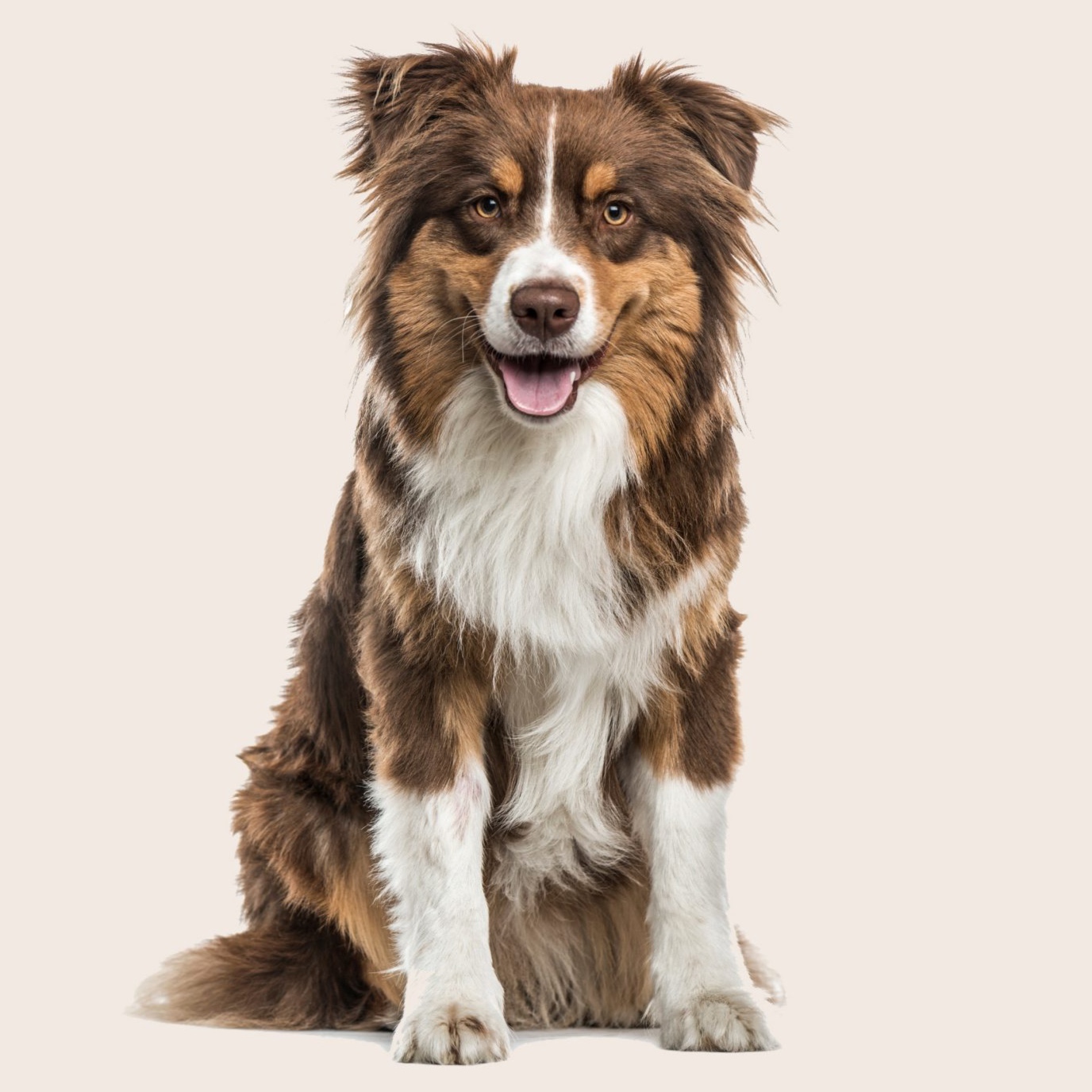 Austrlian Shepherd (Aussie) BBN at The Groom Room in Hope Mills, NC