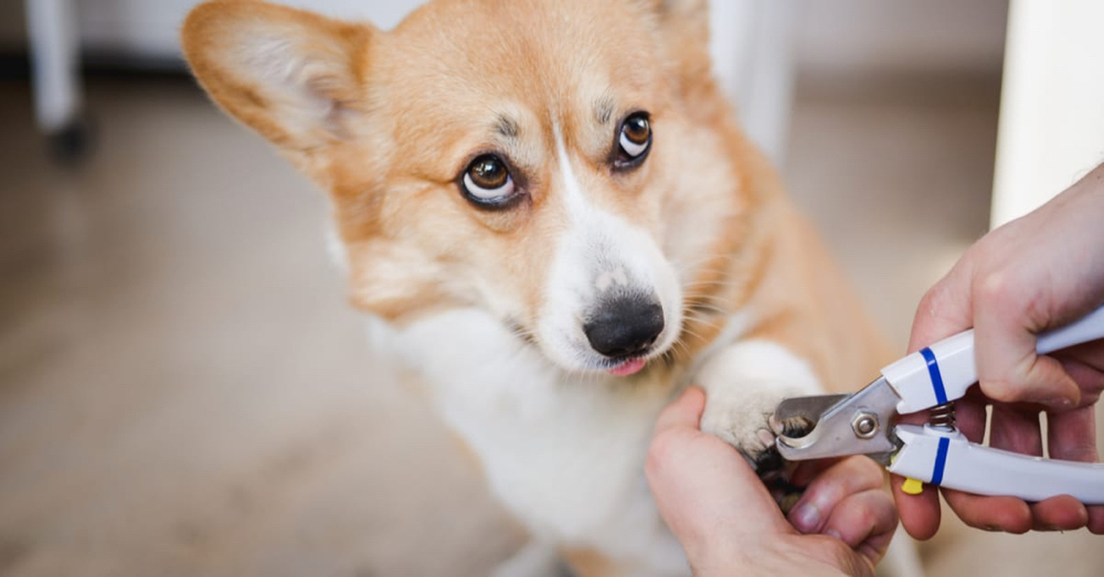 NAIL TRIM ONLY