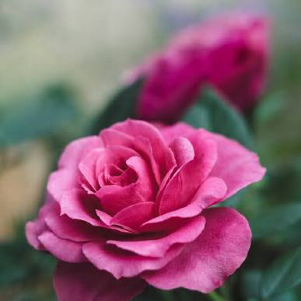 Bulgarian Rose Lux Facial at Skin Care by Jacque @ icon salon & esthetic group in Farmington, NM