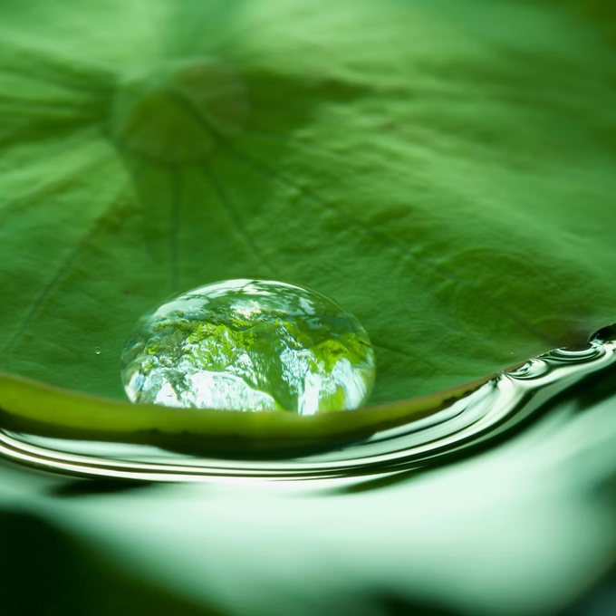 The Tea Tree Experience