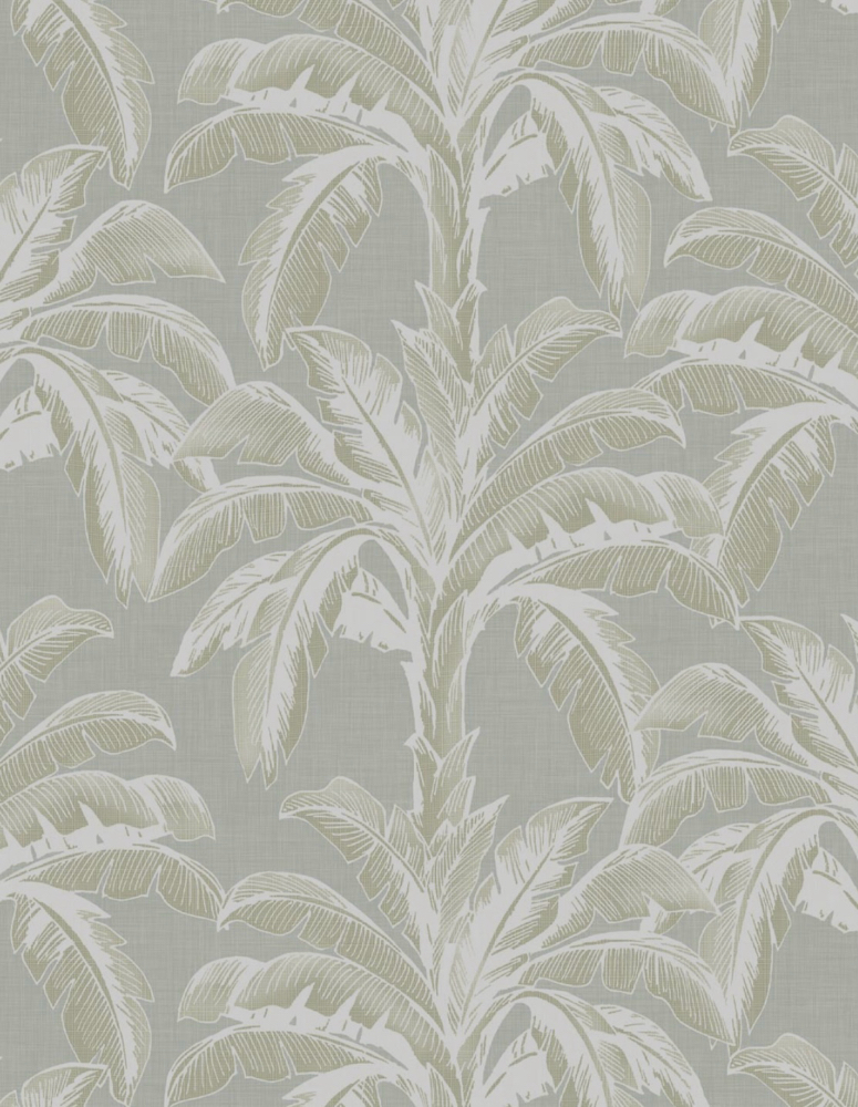 Gray Root Coverage