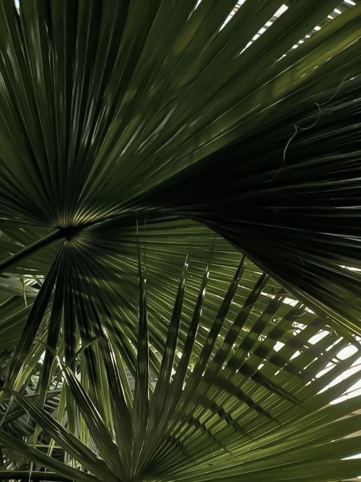 Maintenance Brazilian at Young Skin Co. in Gulf Breeze, FL