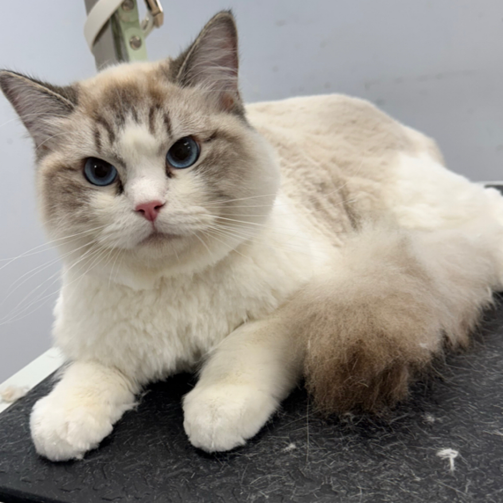 Cat Long Hair Full Makeover at Space City Grooming in Houston, TX
