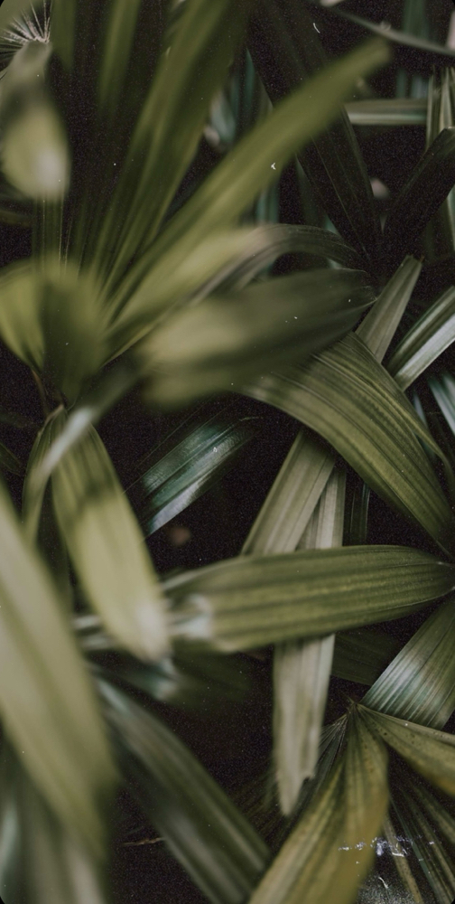 Customized Dermaplaning Facial at Bellora Aesthetics in Surprise, AZ